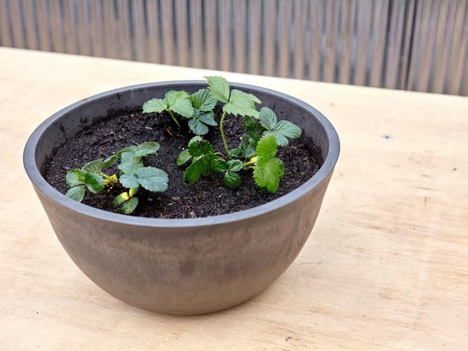 DIY - Header and Step 4 - How to grow strawberries 