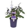 140mm Mona Lavender - Plectranthus plepalila