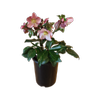 2.4L Winter Rose - Helleborus glandorfensis Ice n Roses® Early Rose 