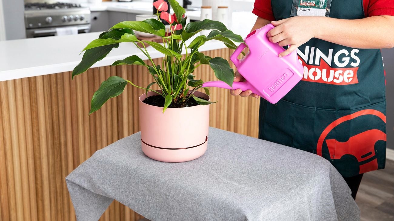 Person watering anthurium.