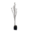 15L Magnolia - Magnolia genie