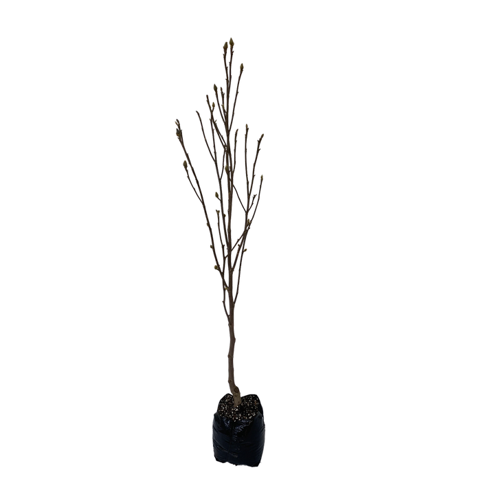 15L Magnolia - Magnolia genie
