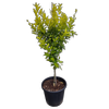 30L Richards Special Mandarin - Citrus reticulata