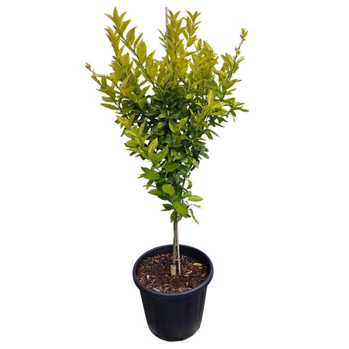 30L Richards Special Mandarin - Citrus reticulata