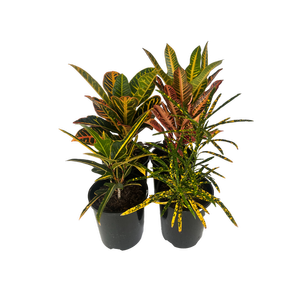 Product.PLANT CROTON 14CM BECKS.0590545.NZ.mainimage