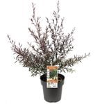 200mm Leptospermum Starry Night - Leptospermum obovatum