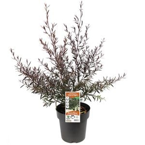 200mm Leptospermum Starry Night - Leptospermum obovatum