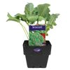 100mm Broccoli