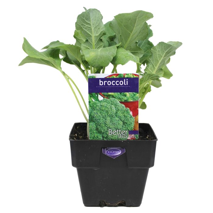 100mm Broccoli