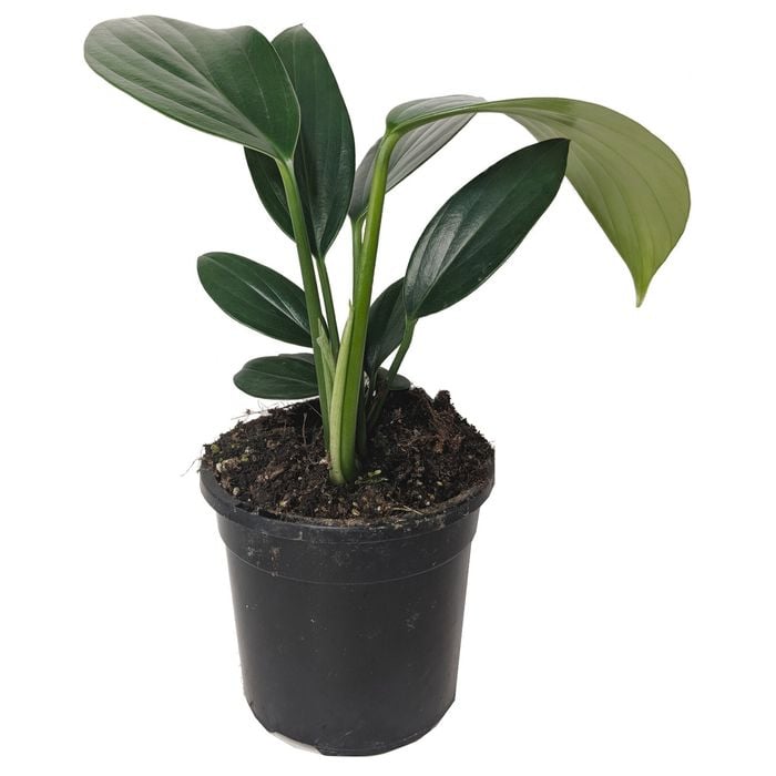 120mm Dragontail - Epipremnum pinnatum