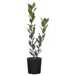 150mm Bay Tree - Laurus nobilis