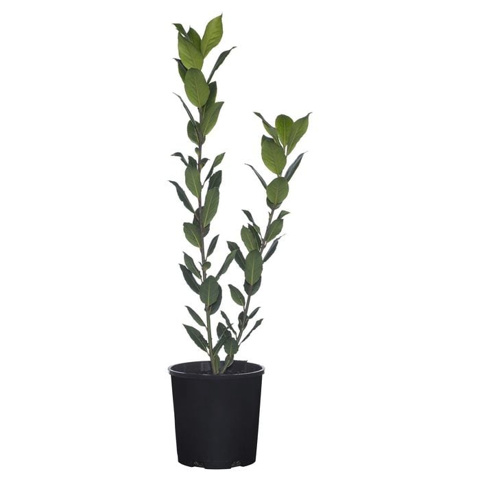 150mm Bay Tree - Laurus nobilis