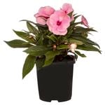 Cottage Plants