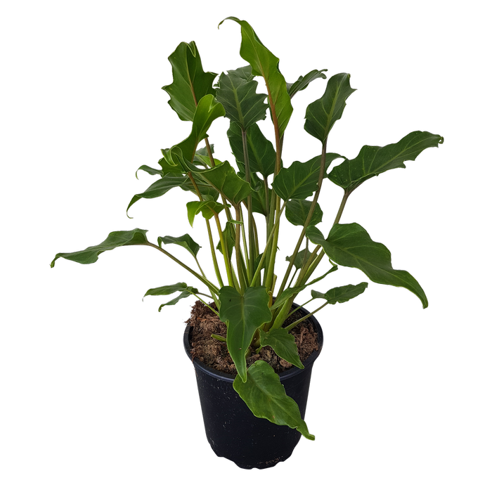 170mm Philodendron Xanadu