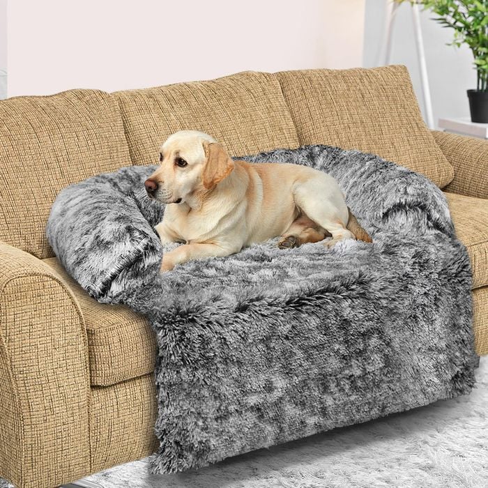 Puppy couch hot sale