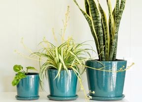 Three indoor plants in teal gloss pots.