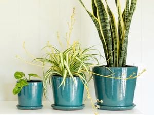 Three indoor plants in teal gloss pots.