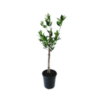 200mm Cumquat Grafted - Fortunella