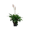 200mm Peace Lily Sweet Romano - Spathiphyllum wallisii
