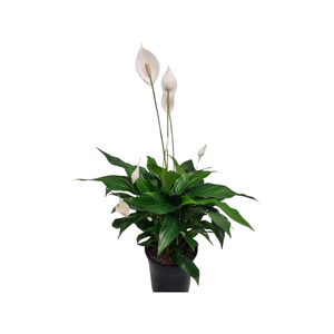 200mm Peace Lily Sweet Romano - Spathiphyllum wallisii