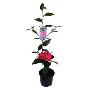 2L Camellia Guilio Nuccio - Camellia japonica Guilio Nuccio