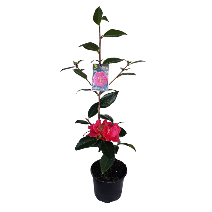 2L Camellia Guilio Nuccio - Camellia japonica Guilio Nuccio