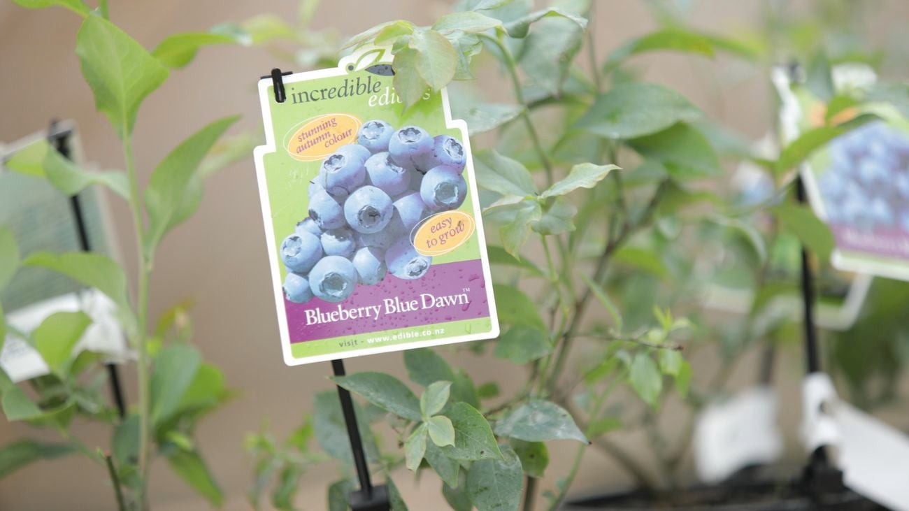 A blueberry plant.