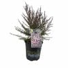 170mm Elizabeth Jane - Leptospermum nanum