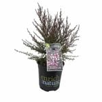 170mm Elizabeth Jane - Leptospermum nanum