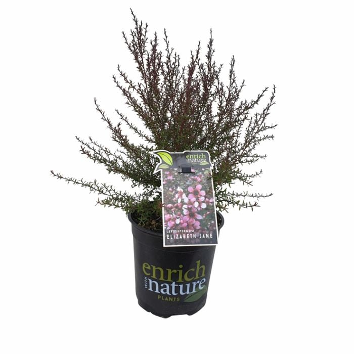 170mm Elizabeth Jane - Leptospermum nanum