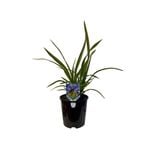 1.9L Phormium Cookianum - Phormium colensoi