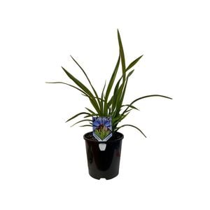 1.9L Phormium Cookianum - Phormium colensoi