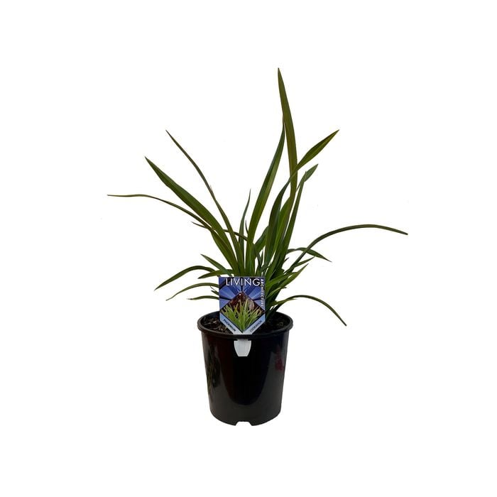 1.9L Phormium Cookianum - Phormium colensoi