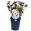 150mm Osteospermum 