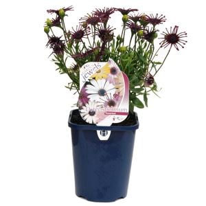 150mm Osteospermum 