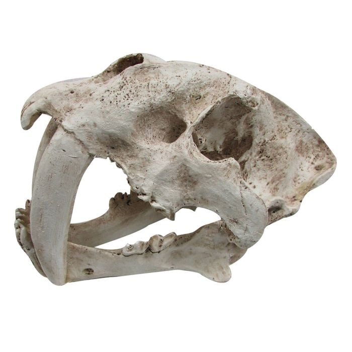 Urs Ornament Sabre Tooth Skull Reptile Enclosure Accessory