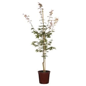 250mm Japanese Maple Taihai - Acer palmatum 'Osakazuki'