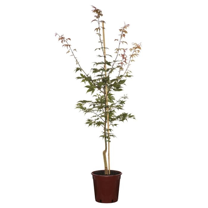 250mm Japanese Maple Taihai - Acer palmatum 'Osakazuki'