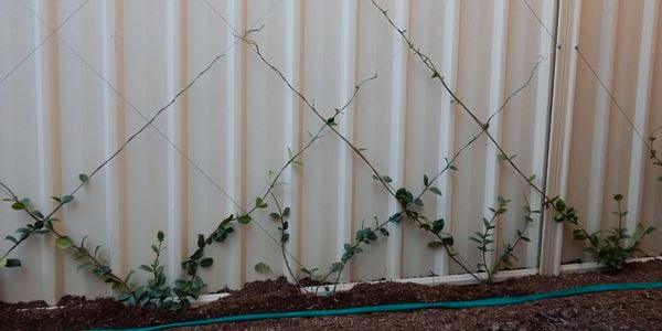 Garden bed next to fence with wire trellis and climbing plants