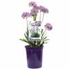 140mm Summer Beauty - Allium lusitanicum
