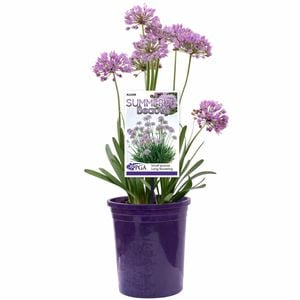 140mm Summer Beauty - Allium lusitanicum