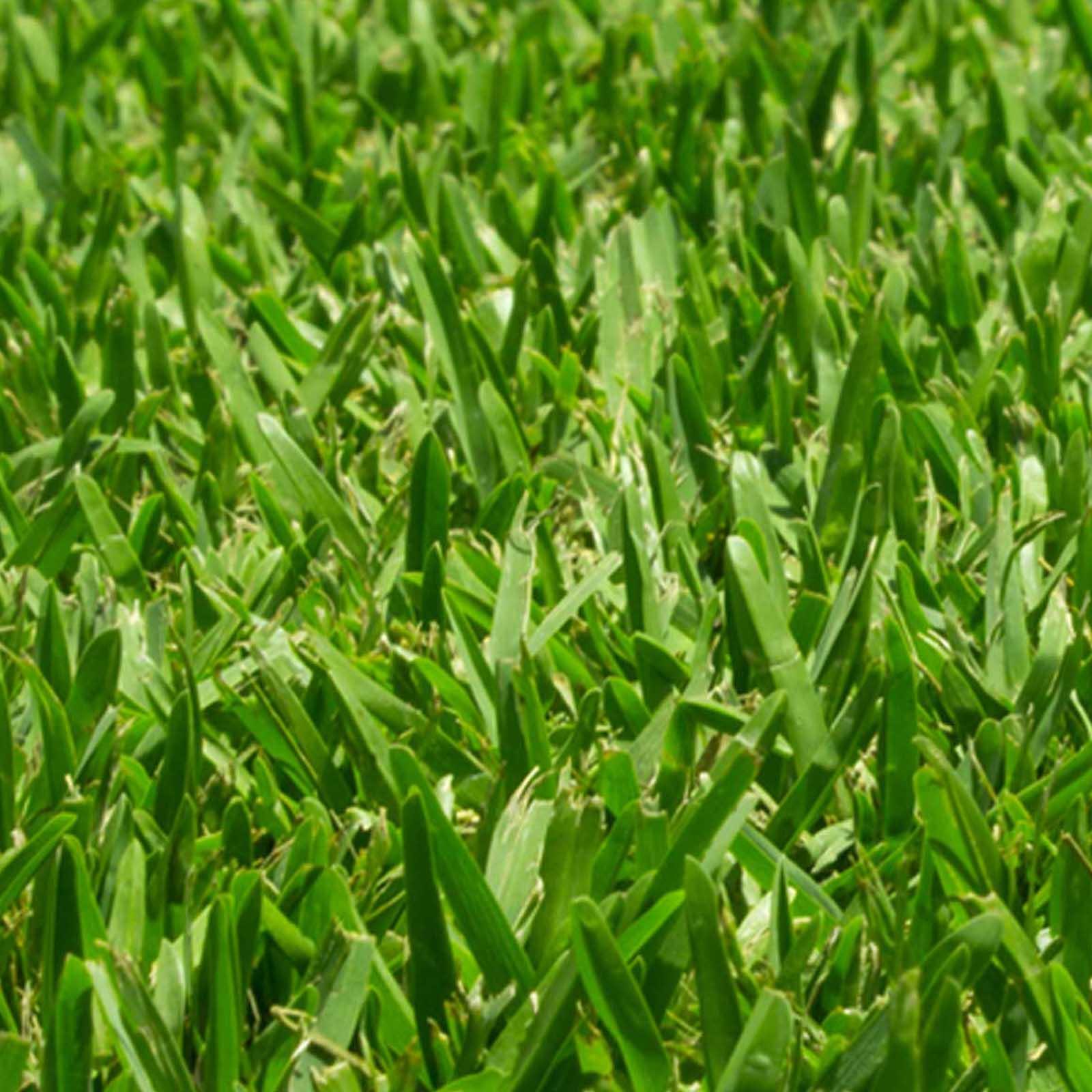 Bunnings grass discount