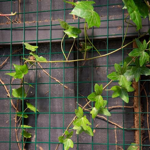 Green mesh panelling against a black fence with vines growing around the panelling