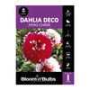 Bloomin Bulbs Dahlia Xmas Cheer - 1 Pack