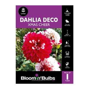 Bloomin Bulbs Dahlia Xmas Cheer - 1 Pack
