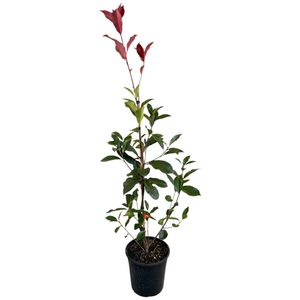 4L Red Robin - Photinia fraseri