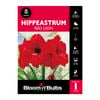 Bloomin Bulbs Hippeastrum Red Lion - 1 Pack