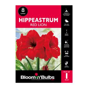 Bloomin Bulbs Hippeastrum Red Lion - 1 Pack