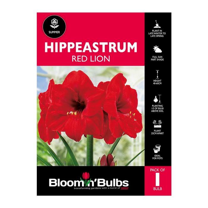 Bloomin Bulbs Hippeastrum Red Lion - 1 Pack