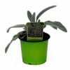 130mm Lambs Ear - Stachys Silver Carpet